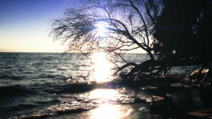 日落下一棵靠海的枯树剪影25秒视频