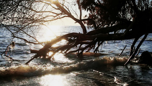 日落下一棵靠海的枯树剪影21秒视频