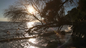 海日落死亡树林景观20秒视频