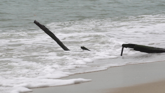 死树干和海浪视频