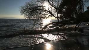 日落下一棵靠海的枯树剪影18秒视频