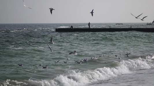 海鸥在海边飞驰海景视频