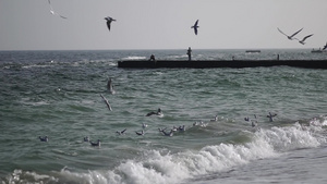 海鸥在海边飞驰海景13秒视频