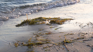 沙滩上的藻类22秒视频
