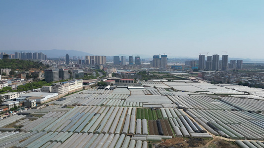 云南昆明鲜花大棚种植航拍视频