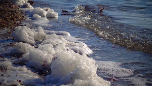 水上和海岸上的肮脏泡沫21秒视频