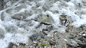 白色沙滩岸边的小海浪16秒视频