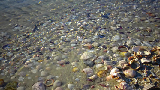 海浪覆盖沙滩上的贝壳海浪在贝壳上喷溅到弹壳上视频