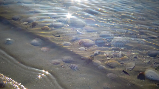 海浪覆盖沙滩上的贝壳海浪在贝壳上喷溅到弹壳上视频