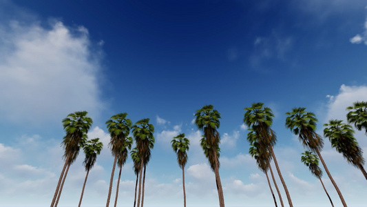 本底有美丽的蓝天空的棕榈树视频