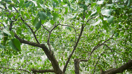 梨树上的鸭梨实景拍摄视频