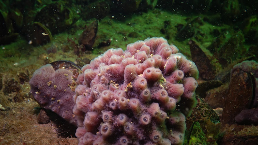 红粉海海绵海绵在黑海礁石上代萨湾视频