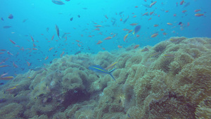 海洋水肺潜水水下五颜六色的热带珊瑚礁花园海景海鱼群24秒视频