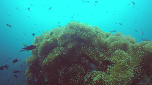 海洋水肺潜水水下五颜六色的热带珊瑚礁花园海景海鱼群视频