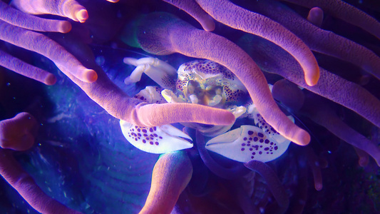 热带螃蟹藏在大片掠食性海葵中探险水族馆凸轮新球衣我们视频