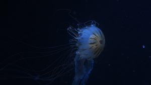 一只水母在蓝光的水中游泳16秒视频