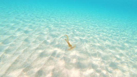 地中海海中以西班牙成本计的鱼类水母浮游鱼视频