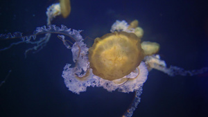 水族馆大型水母14秒视频