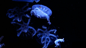 一群荧光水母在水族馆池中游泳11秒视频