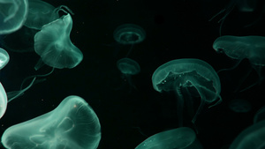4K一群荧光水母在水族馆池中游泳透明水母水下镜头与17秒视频