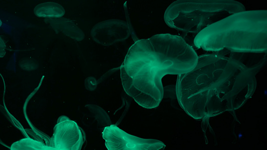 4K一群荧光水母在水族馆池中游泳透明水母水下镜头与视频