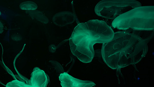4K一群荧光水母在水族馆池中游泳透明水母水下镜头与18秒视频