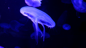 4K一群荧光水母在水族馆池中游泳透明水母水下15秒视频