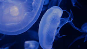 4K一群荧光水母在水族馆池中游泳透明水母水下镜头与12秒视频