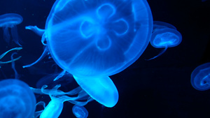 荧光水母在水下发光15秒视频