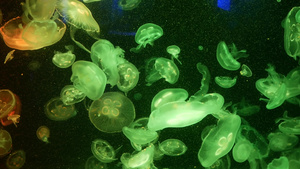 闪亮的充满活力的荧光水母在水下发光深色霓虹灯动态脉动11秒视频