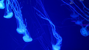 闪亮的充满活力的荧光水母在水下发光深色霓虹灯动态脉动18秒视频
