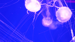 闪亮的充满活力的荧光水母在水下发光深色霓虹灯动态脉动23秒视频