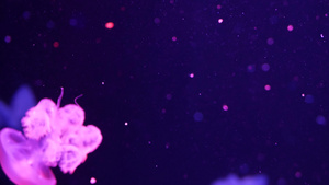 闪亮的充满活力的荧光水母在水下发光深色霓虹灯动态脉动7秒视频