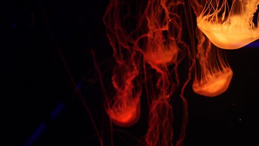 闪亮的充满活力的荧光水母在水下发光深色霓虹灯动态脉动视频