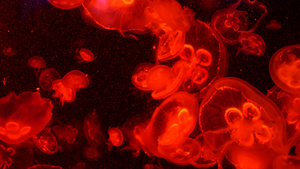 闪亮的充满活力的荧光水母在水下发光深色霓虹灯动态脉动22秒视频