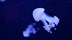 闪亮的充满活力的荧光水母在水下发光深色霓虹灯动态脉动15秒视频