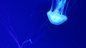 荧光水母在水下发光25秒视频