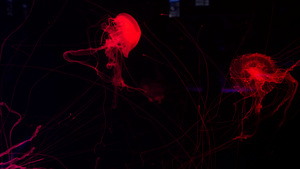 闪亮的充满活力的荧光水母在水下发光深色霓虹灯动态脉动22秒视频