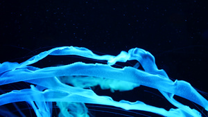 闪亮的充满活力的荧光水母在水下发光深色霓虹灯动态脉动12秒视频