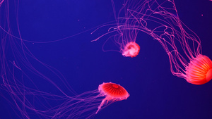 闪亮的充满活力的荧光水母在水下发光深色霓虹灯动态脉动17秒视频