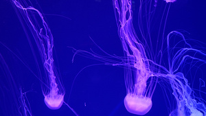 闪亮的充满活力的荧光水母在水下发光深色霓虹灯动态脉动21秒视频