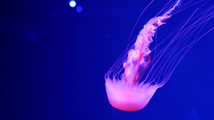 荧光水母在水下发光12秒视频