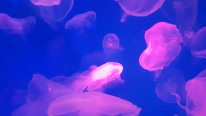 4K一群荧光粉红色水母在水族馆池中游泳透明水母水下9秒视频
