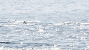在南加州的观鲸之旅23秒视频