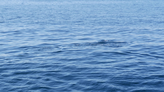 在南加州的观鲸之旅中从船上看普通海豚在开阔水域中观赏视频
