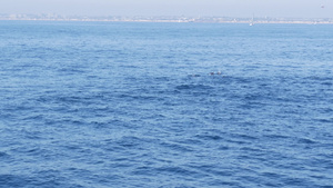 在南加州的观鲸之旅中从船上看普通海豚在开阔水域中观赏12秒视频