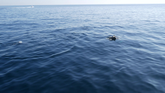 在南加州的观鲸之旅中从船上看普通海豚在开阔水域中观赏视频