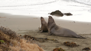美国加利福尼亚州圣西蒙的太平洋沙滩上有趣的懒惰象海豹14秒视频