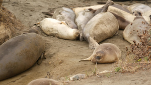 美国加利福尼亚州圣西蒙的太平洋沙滩上有趣的懒惰象海豹25秒视频