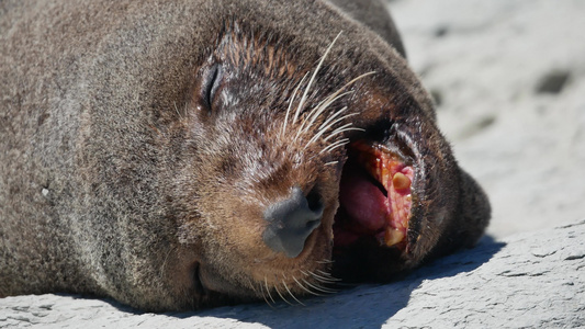 睡在南岛Kaikoura海滩的岩石上时把毛海豹的头视频
